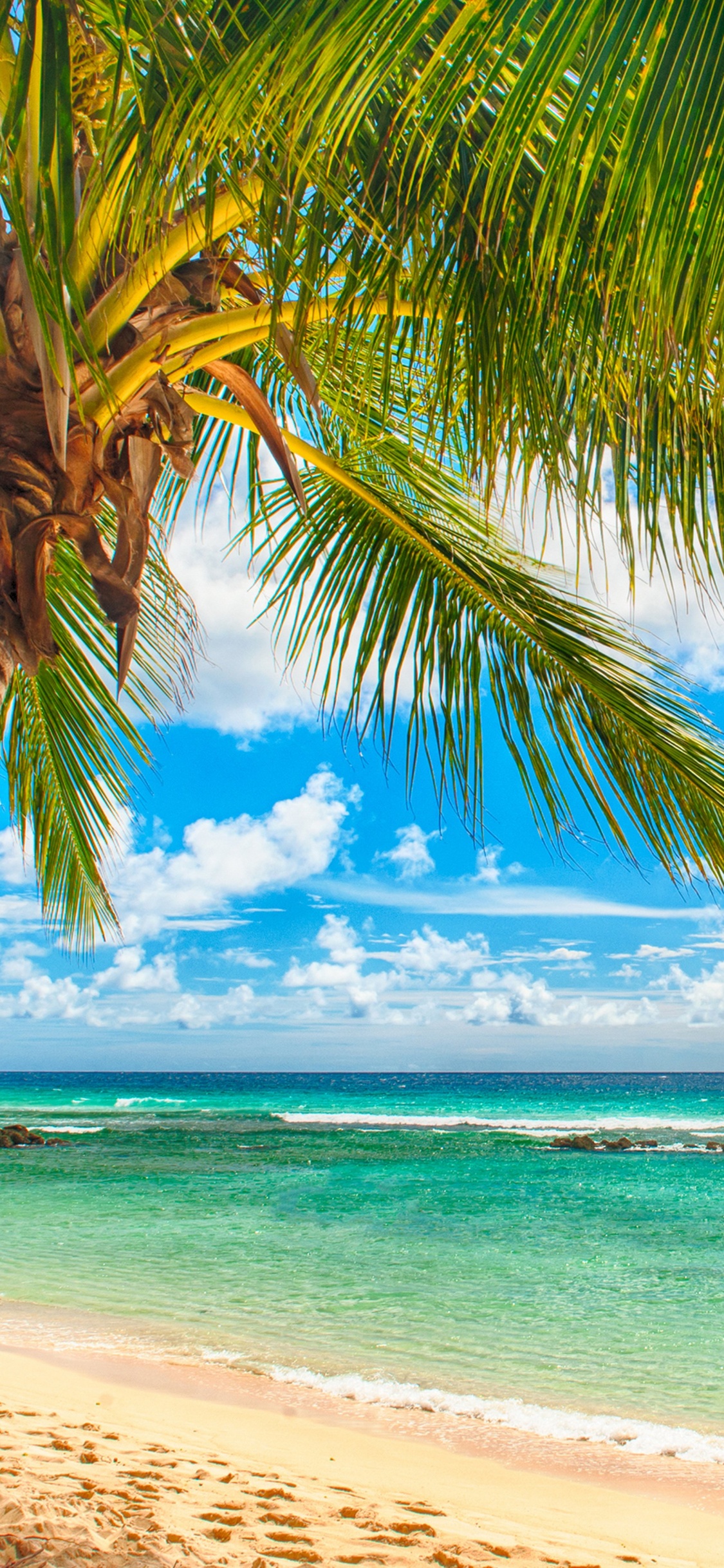 Cocotier Sur la Plage Pendant la Journée. Wallpaper in 1125x2436 Resolution