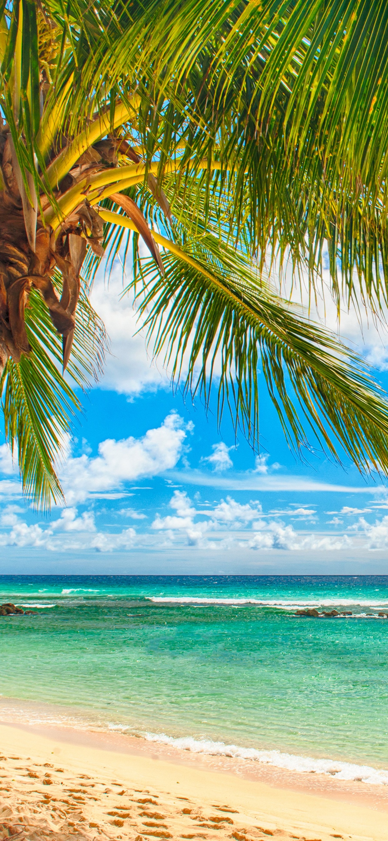 Cocotier Sur la Plage Pendant la Journée. Wallpaper in 1242x2688 Resolution