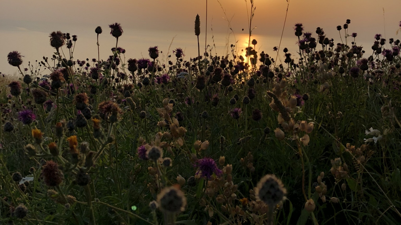 Végétation, Environnement Naturel, Plante de la Communauté, Paysage Naturel, Lever. Wallpaper in 1366x768 Resolution