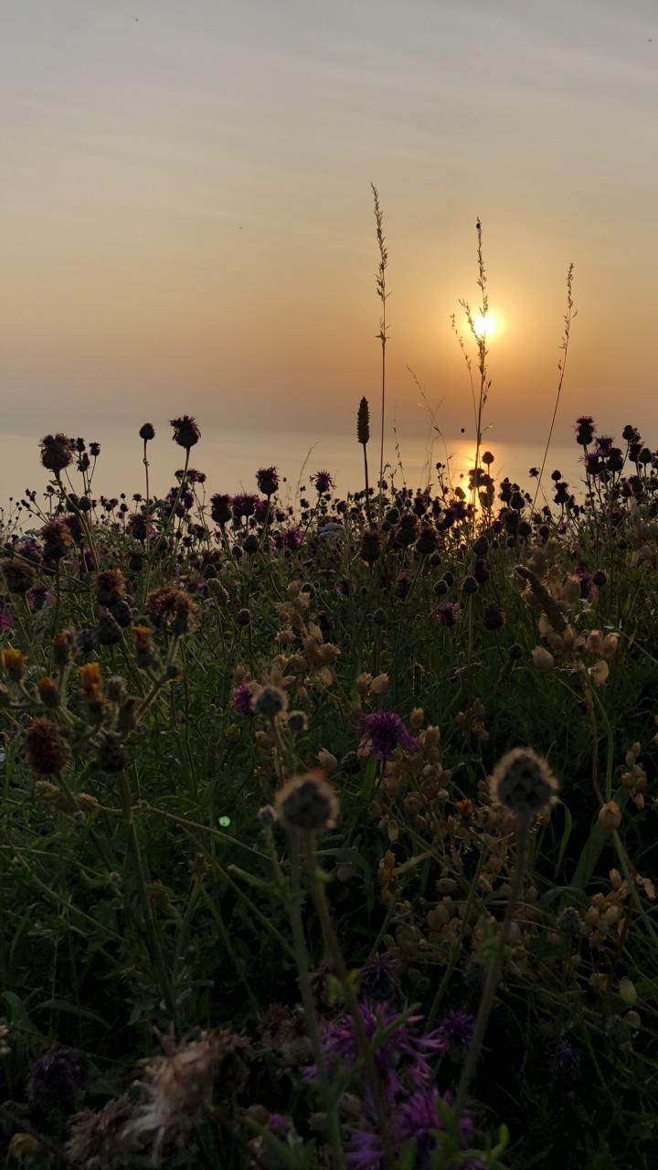 Vegetation, Natural Environment, Plant Community, Natural Landscape, Sunset. Wallpaper in 720x1280 Resolution