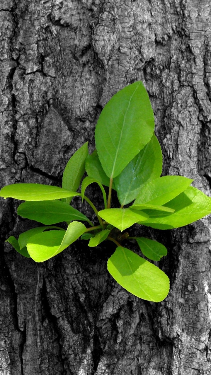 Hojas Verdes en el Tronco de un Árbol Marrón. Wallpaper in 720x1280 Resolution