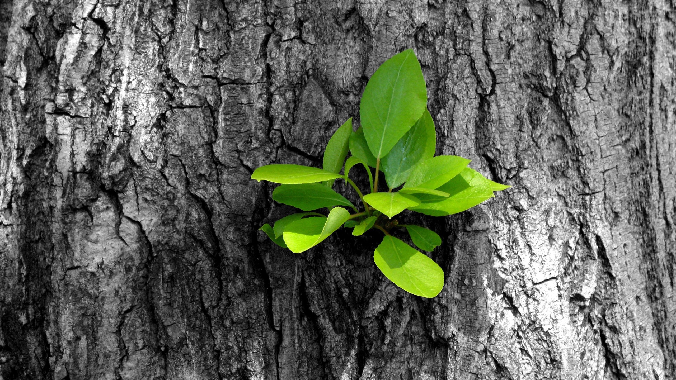 Feuilles Vertes Sur Tronc D'arbre Brun. Wallpaper in 2560x1440 Resolution