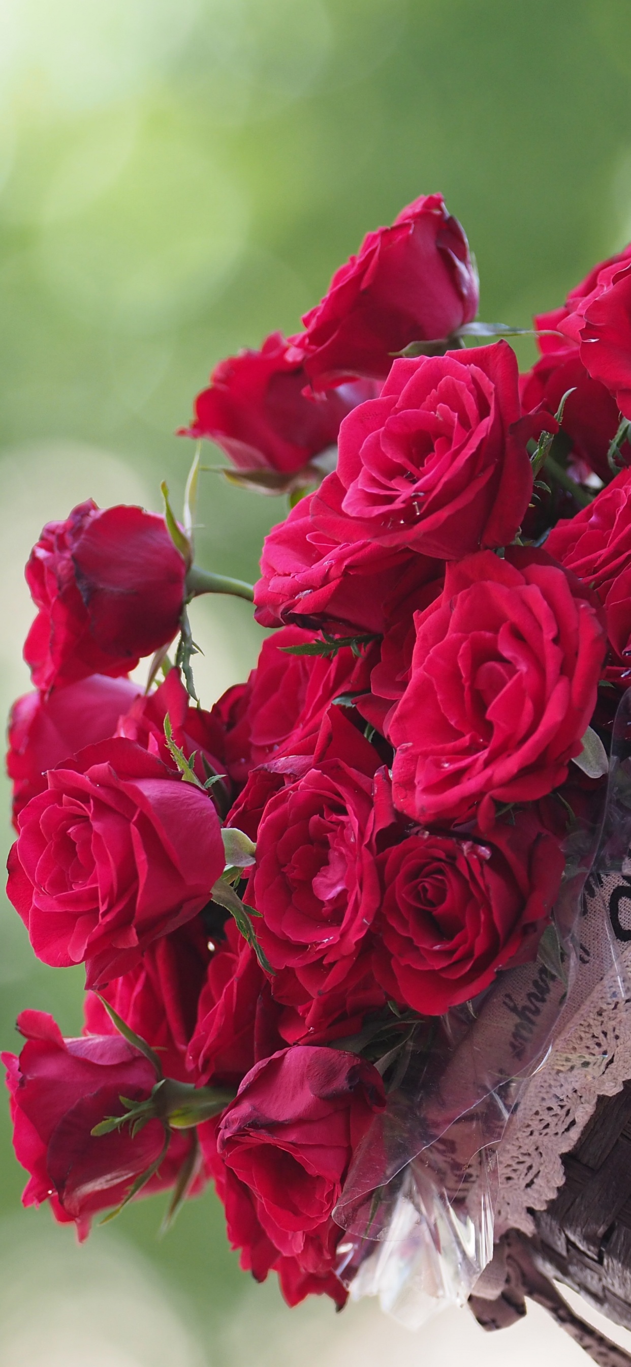 Les Roses de Jardin, Roses, Main, Pétale, Hybride de Thé à la Rose. Wallpaper in 1242x2688 Resolution