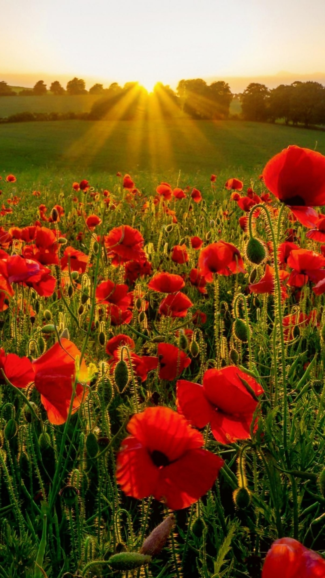 Red Flower Field During Daytime. Wallpaper in 1080x1920 Resolution