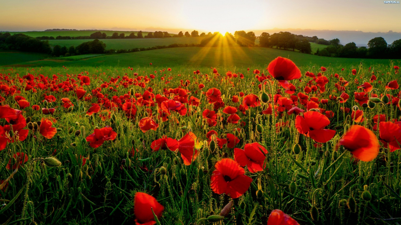 Red Flower Field During Daytime. Wallpaper in 1280x720 Resolution