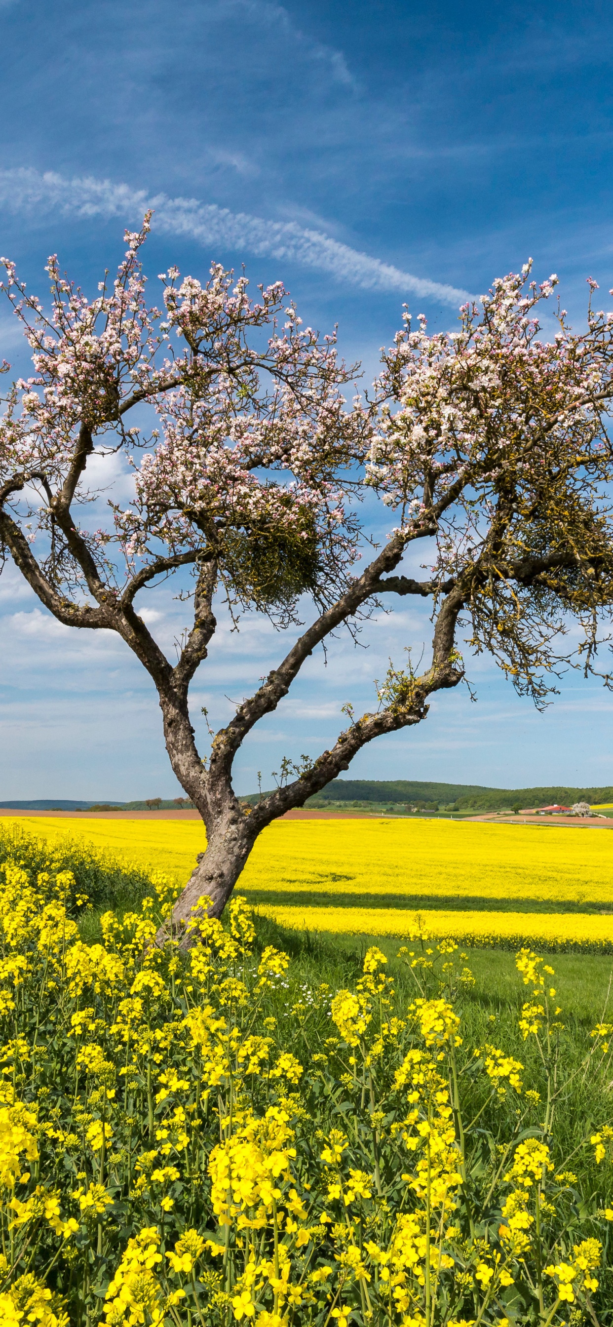 Rapeseed, Cloud, Flower, Plant, Ecoregion. Wallpaper in 1242x2688 Resolution
