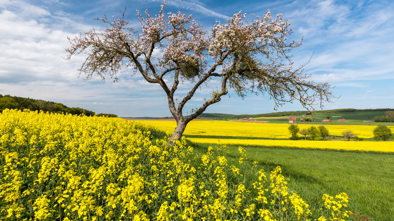 Rapeseed, Cloud, Flower, Plant, Ecoregion. Wallpaper in 1366x768 Resolution