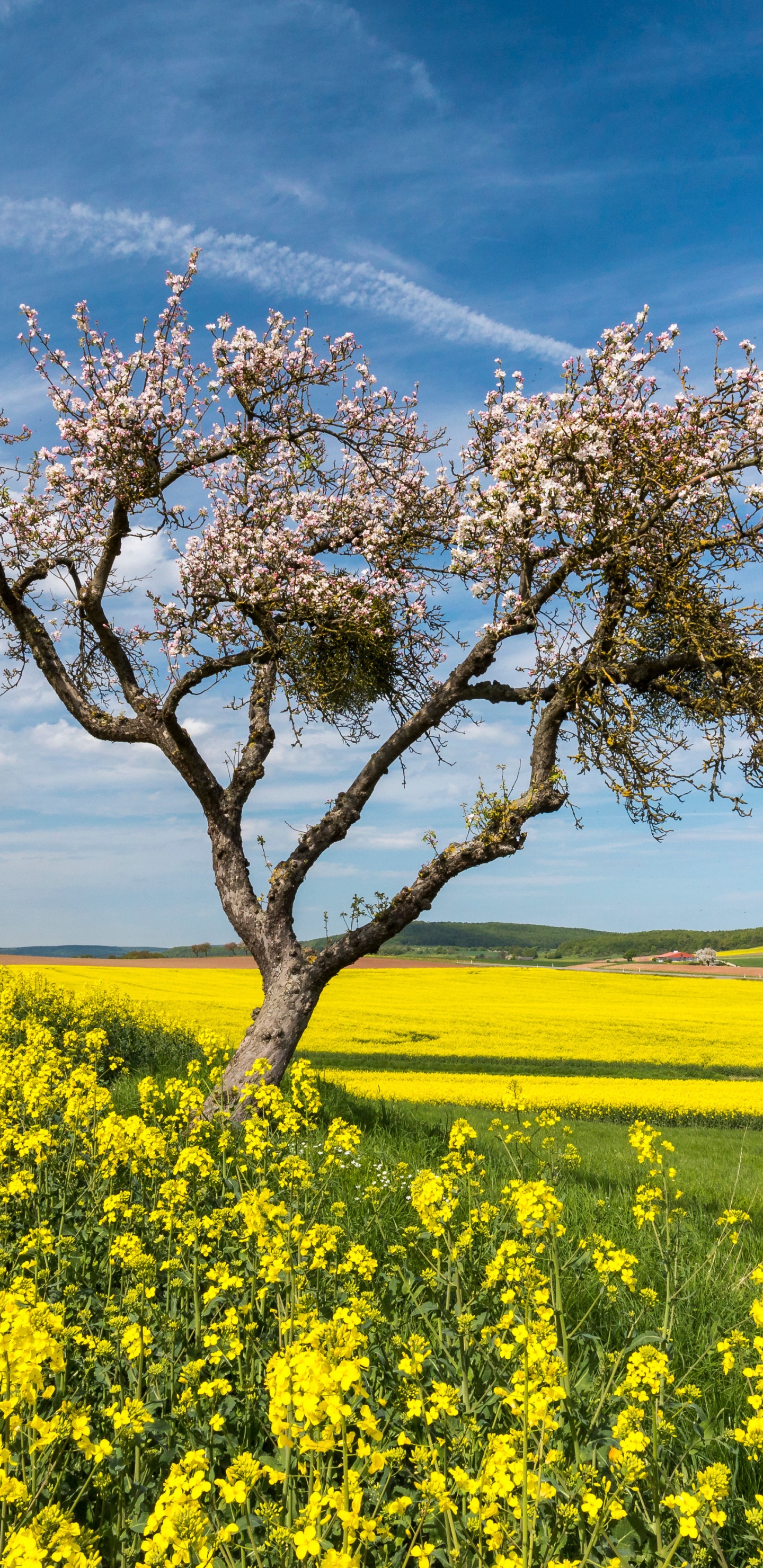 Rapeseed, Cloud, Flower, Plant, Ecoregion. Wallpaper in 1440x2960 Resolution