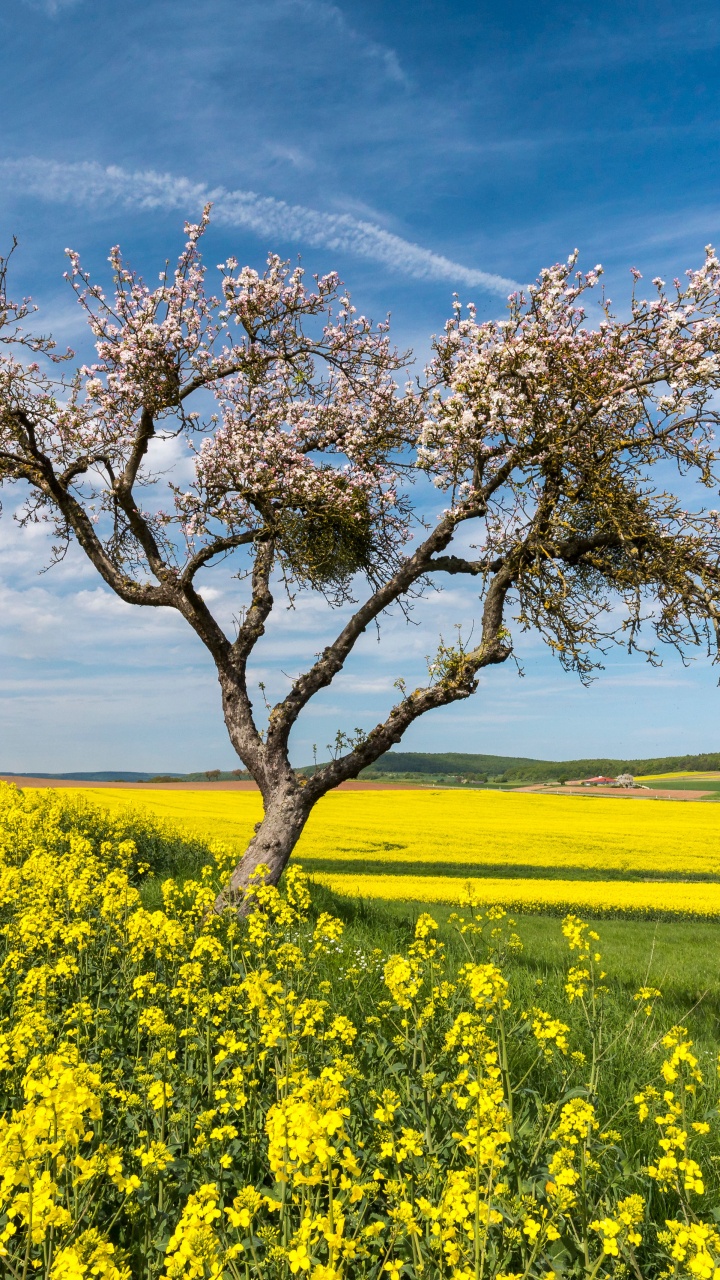 Rapeseed, Cloud, Flower, Plant, Ecoregion. Wallpaper in 720x1280 Resolution