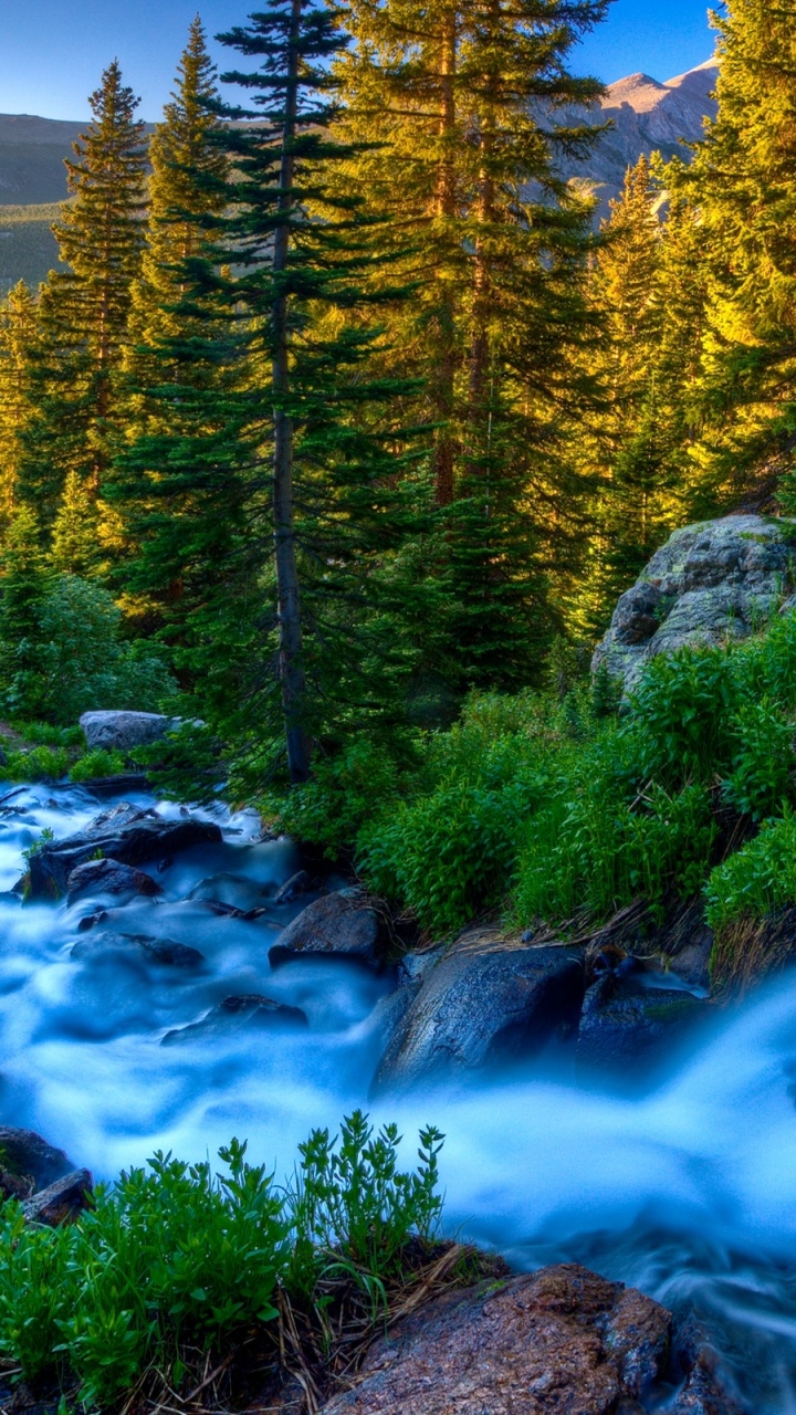 Tagsüber Grüne Bäume am Fluss. Wallpaper in 720x1280 Resolution