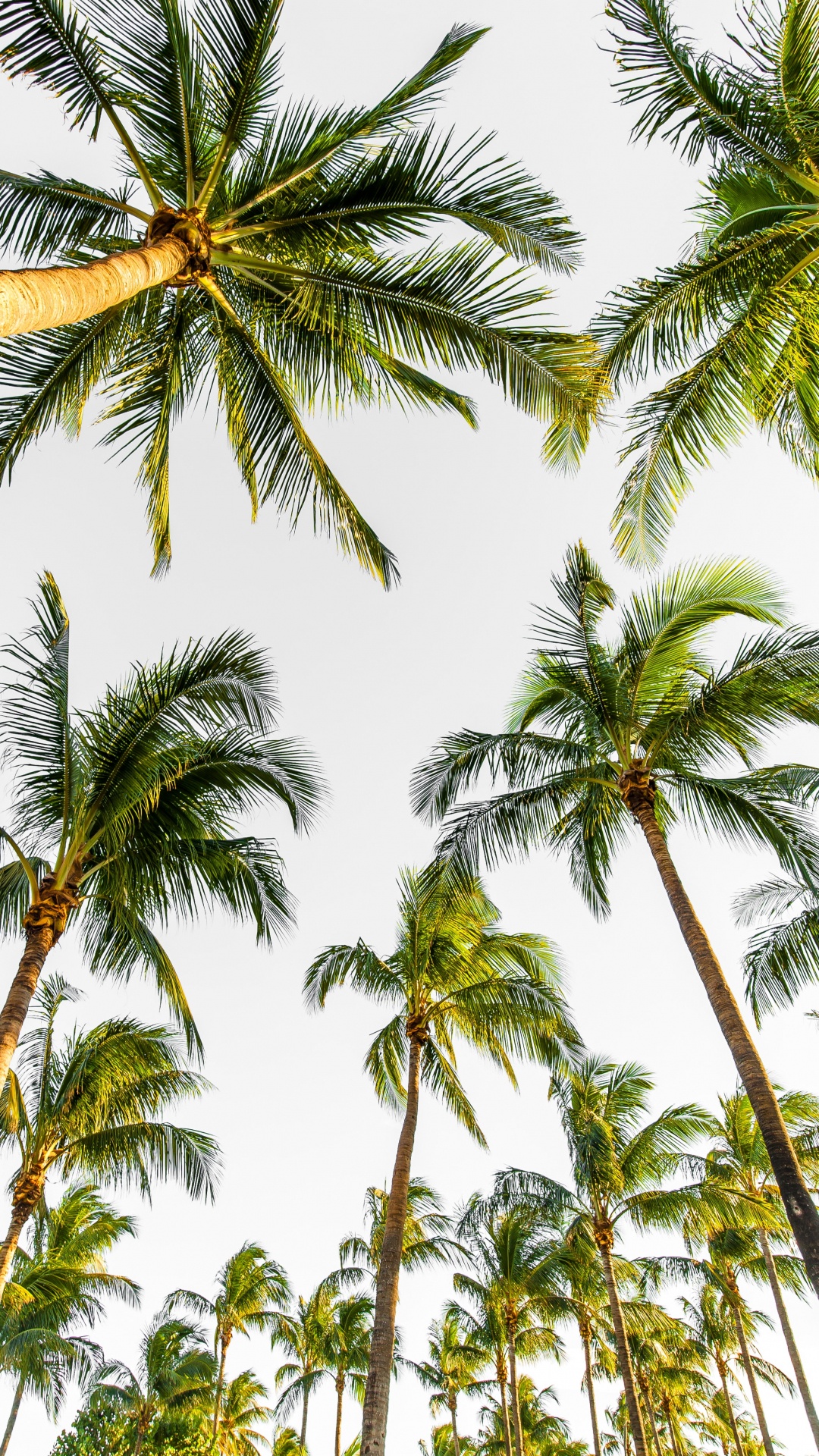 Palm Trees, Tree, Elaeis, Coconut, Vegetation. Wallpaper in 1080x1920 Resolution