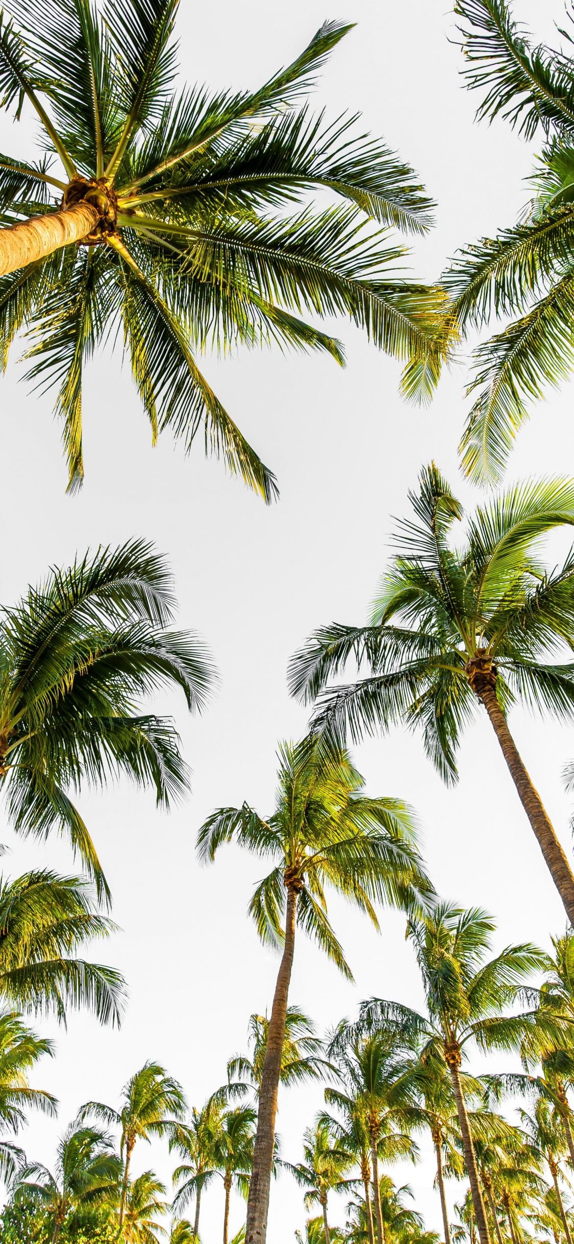 Palm Trees, Tree, Elaeis, Coconut, Vegetation. Wallpaper in 1125x2436 Resolution