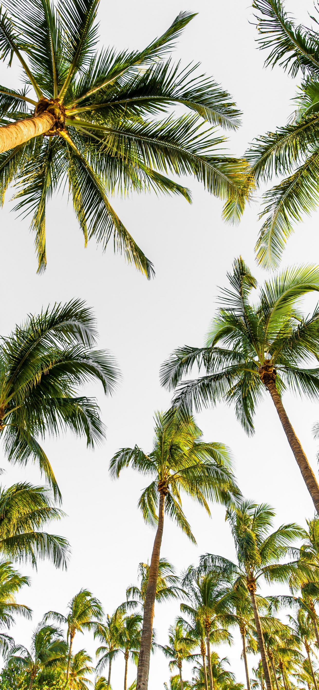 Palm Trees, Tree, Elaeis, Coconut, Vegetation. Wallpaper in 1242x2688 Resolution