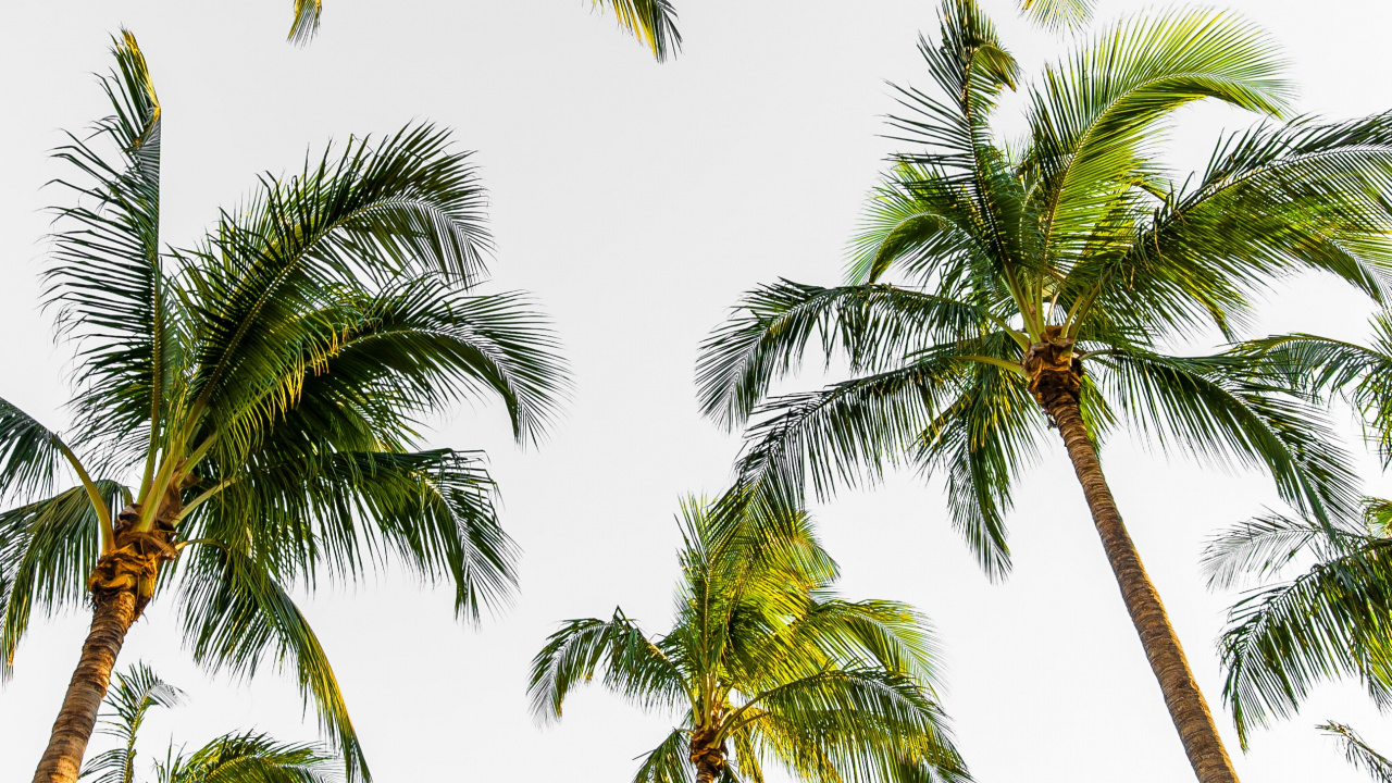 Palm Trees, Tree, Elaeis, Coconut, Vegetation. Wallpaper in 1280x720 Resolution