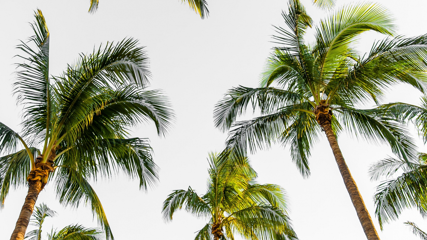 Palm Trees, Tree, Elaeis, Coconut, Vegetation. Wallpaper in 1366x768 Resolution