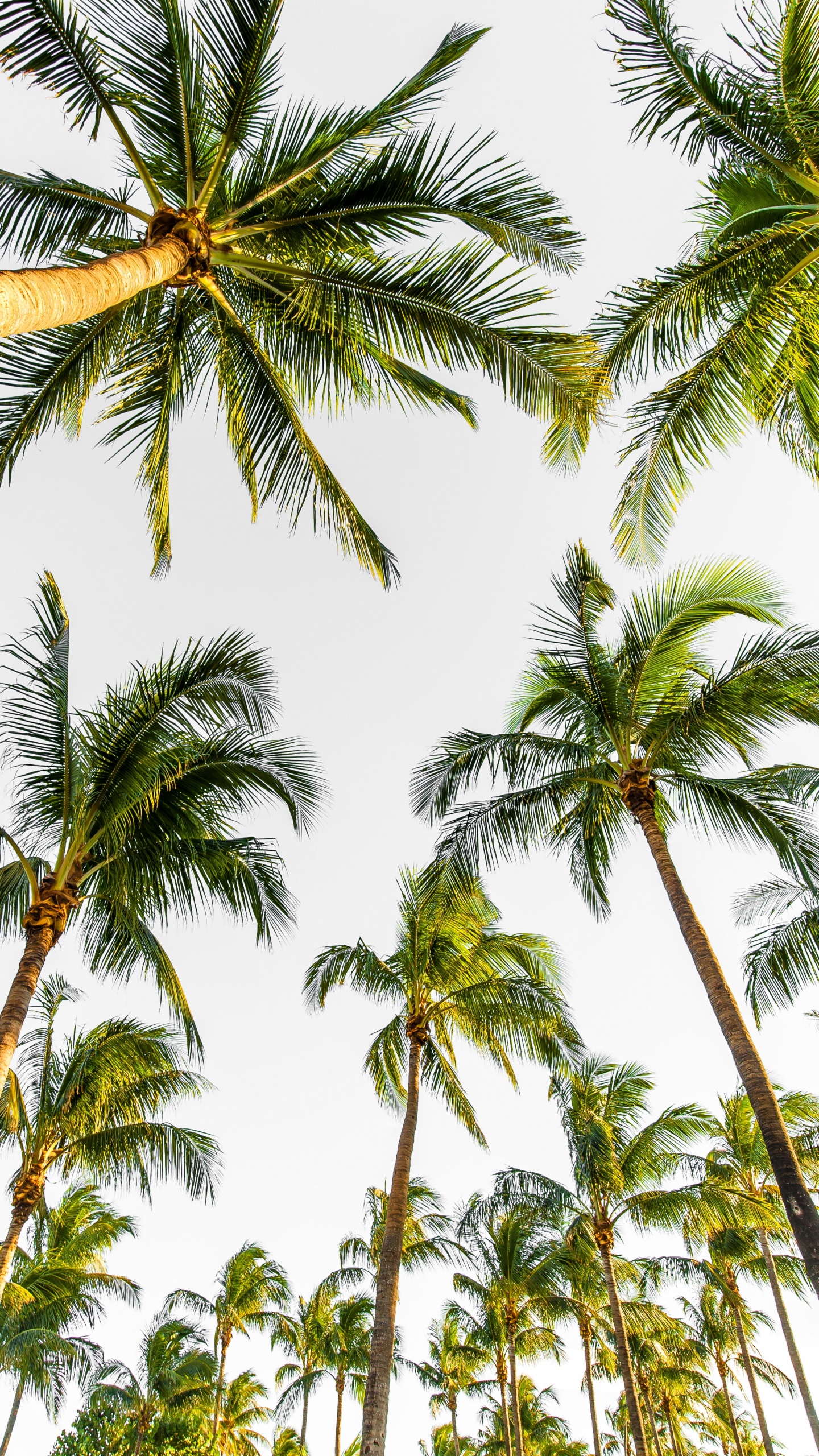 Palm Trees, Tree, Elaeis, Coconut, Vegetation. Wallpaper in 1440x2560 Resolution