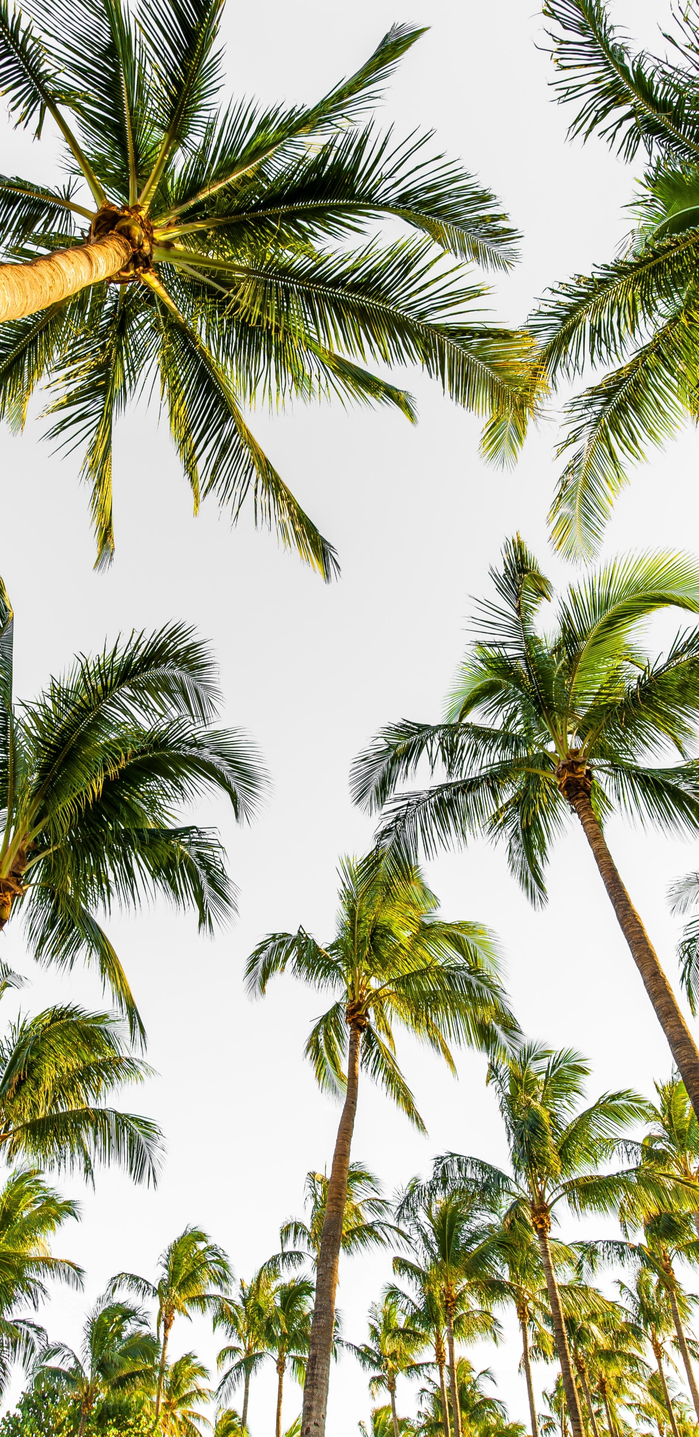 Palm Trees, Tree, Elaeis, Coconut, Vegetation. Wallpaper in 1440x2960 Resolution