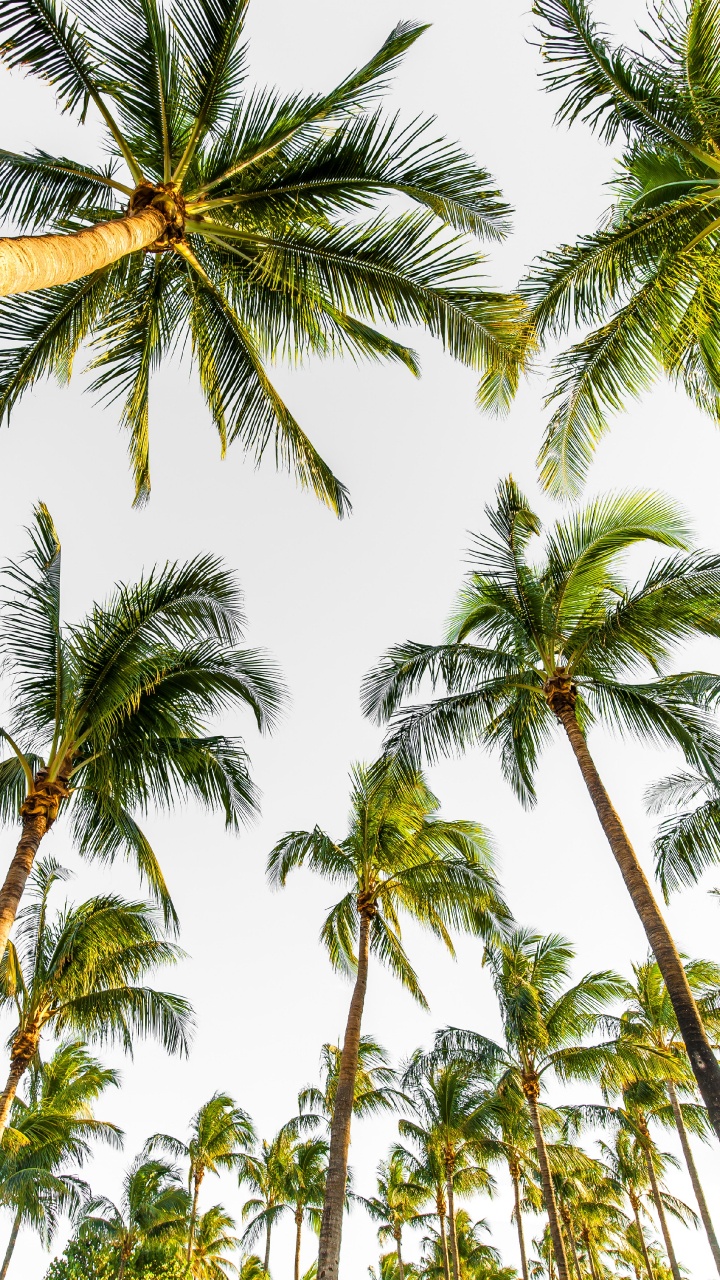 Palm Trees, Tree, Elaeis, Coconut, Vegetation. Wallpaper in 720x1280 Resolution