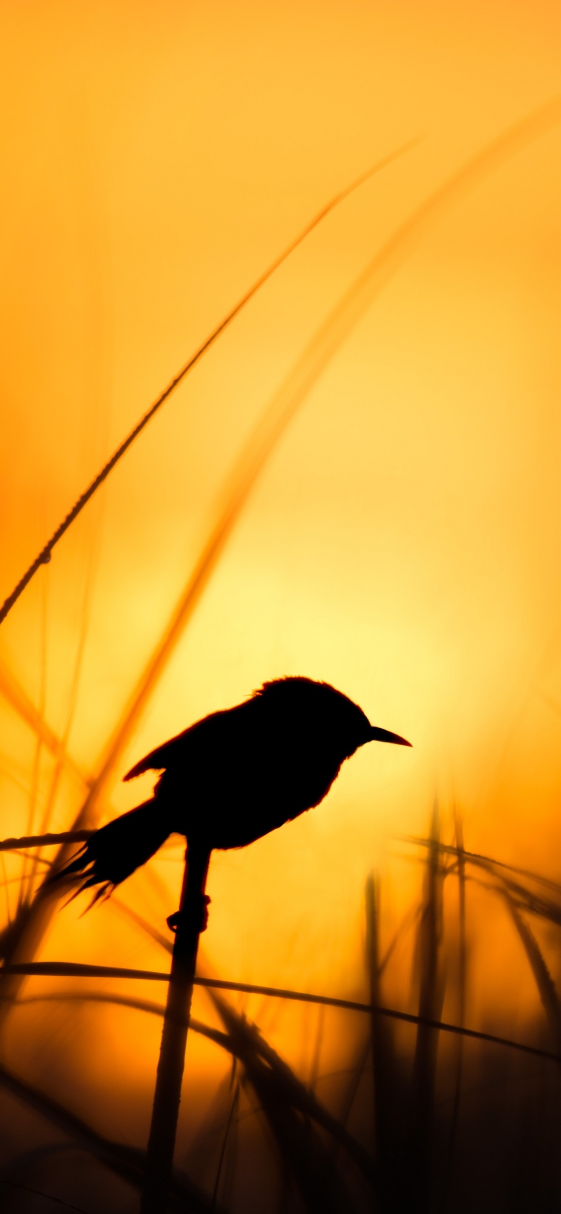 Silueta de Pájaro en la Rama de un Árbol Durante la Puesta de Sol. Wallpaper in 1125x2436 Resolution