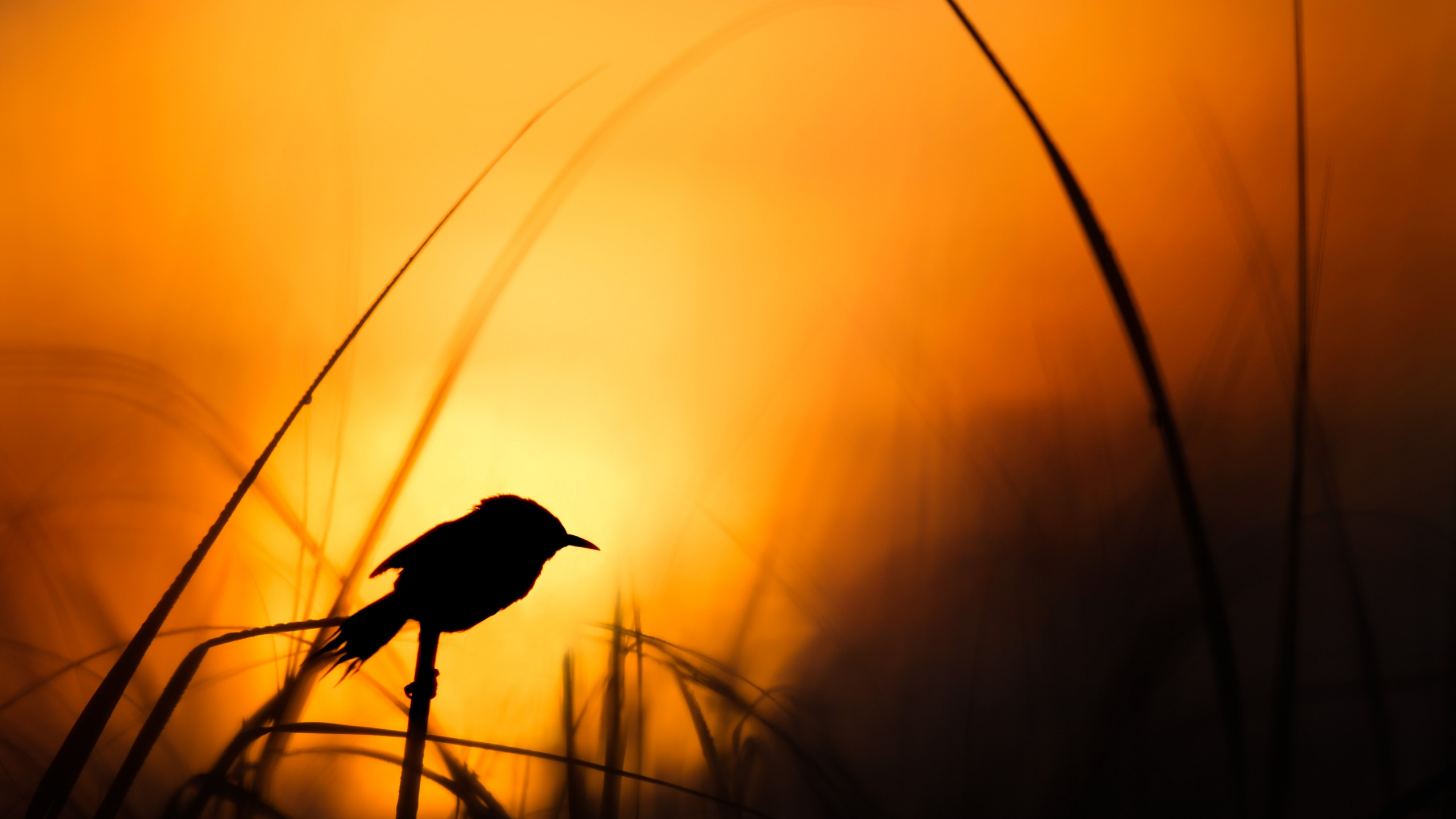 Silueta de Pájaro en la Rama de un Árbol Durante la Puesta de Sol. Wallpaper in 2560x1440 Resolution