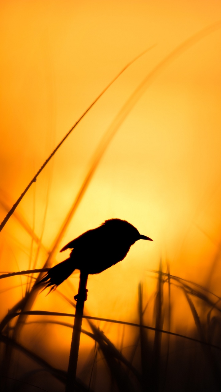 Silhouette Eines Vogels Auf Einem Ast Bei Sonnenuntergang. Wallpaper in 720x1280 Resolution