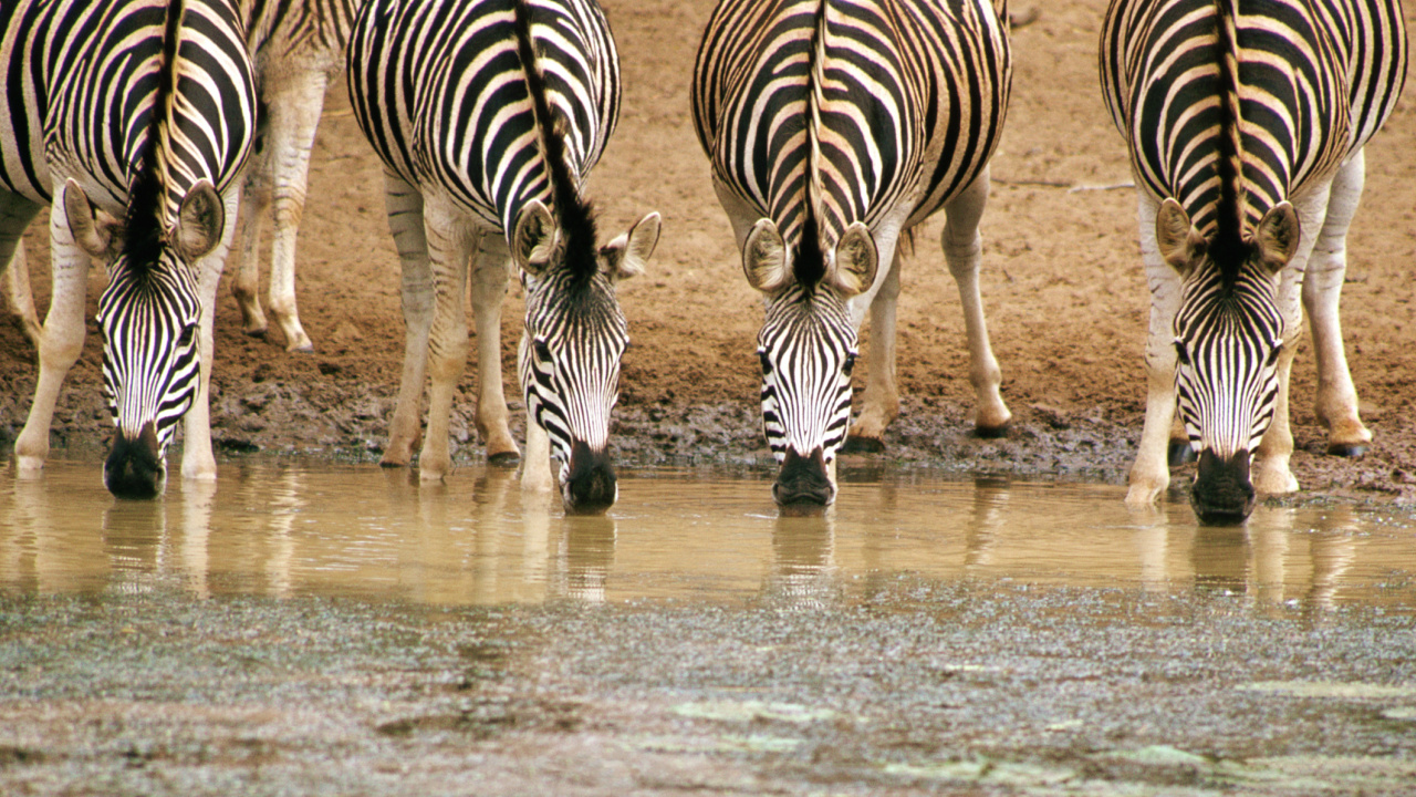 Zebra, Das Tagsüber Auf Schlamm Läuft. Wallpaper in 1280x720 Resolution