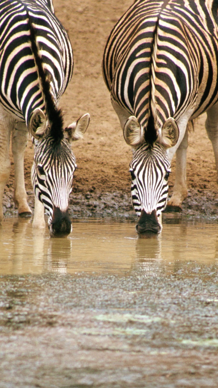 Zebra, Das Tagsüber Auf Schlamm Läuft. Wallpaper in 720x1280 Resolution