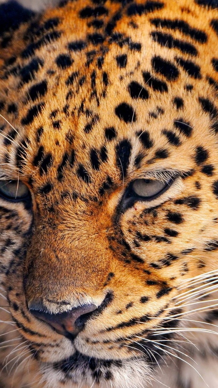 Brauner Und Schwarzer Leopard in Nahaufnahme. Wallpaper in 720x1280 Resolution