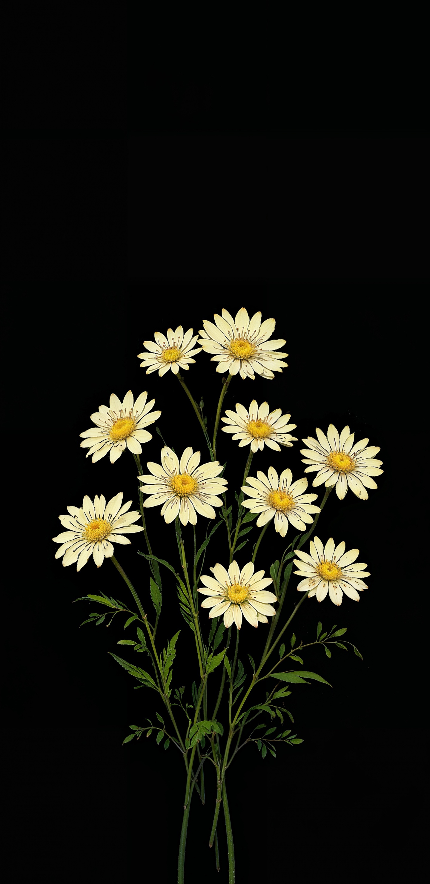 Chrysantheme, Margerite Daisy, Aster, Jordana Bryant, Meilen Sind Egal. Wallpaper in 1440x2960 Resolution
