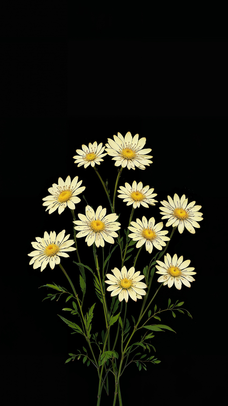 Chrysantheme, Margerite Daisy, Aster, Jordana Bryant, Meilen Sind Egal. Wallpaper in 750x1334 Resolution