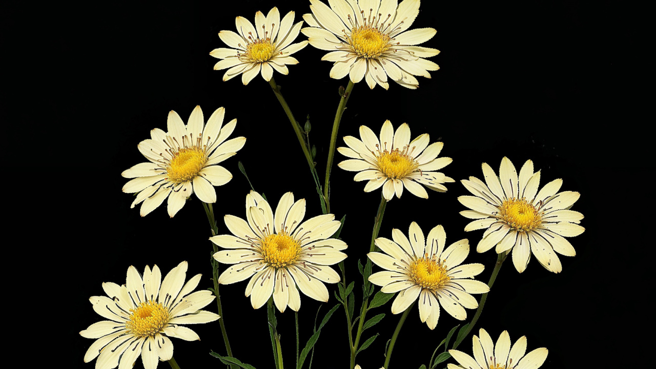 Crisantemo, Margarita, Aster, Jordana Bryant, Las Millas no Importan. Wallpaper in 1280x720 Resolution