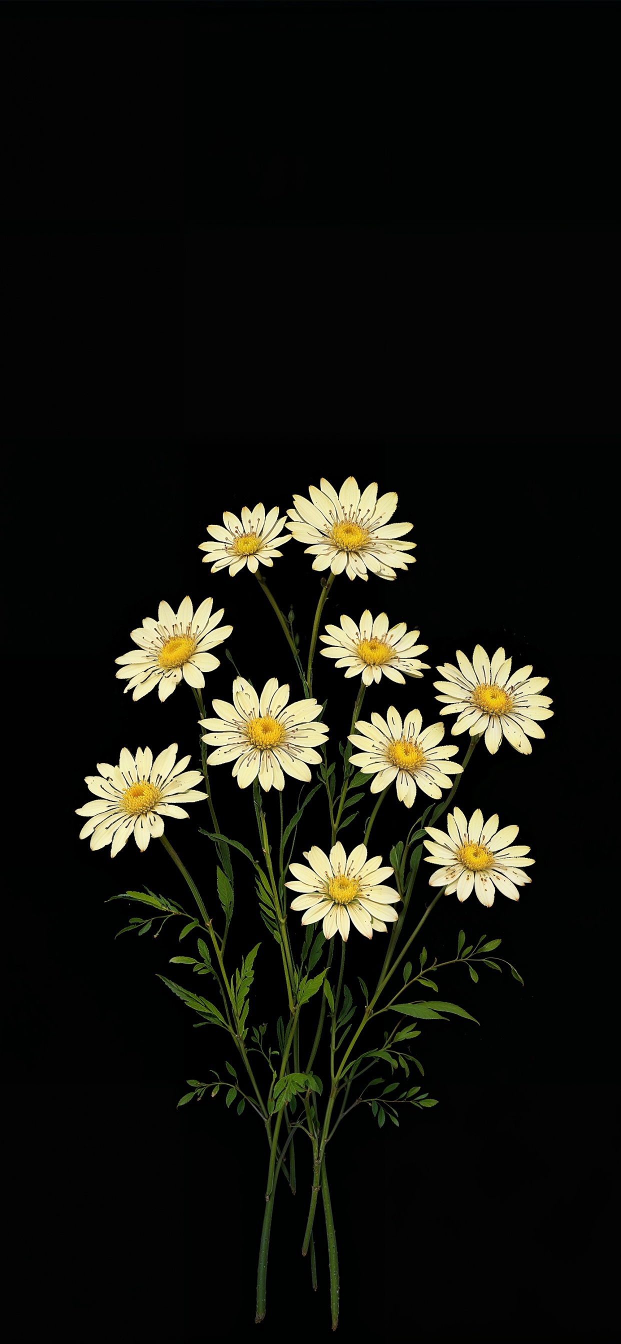Flower, Chrysanthemum, Oxeye Daisy, Aster, Jordana Bryant. Wallpaper in 1242x2688 Resolution