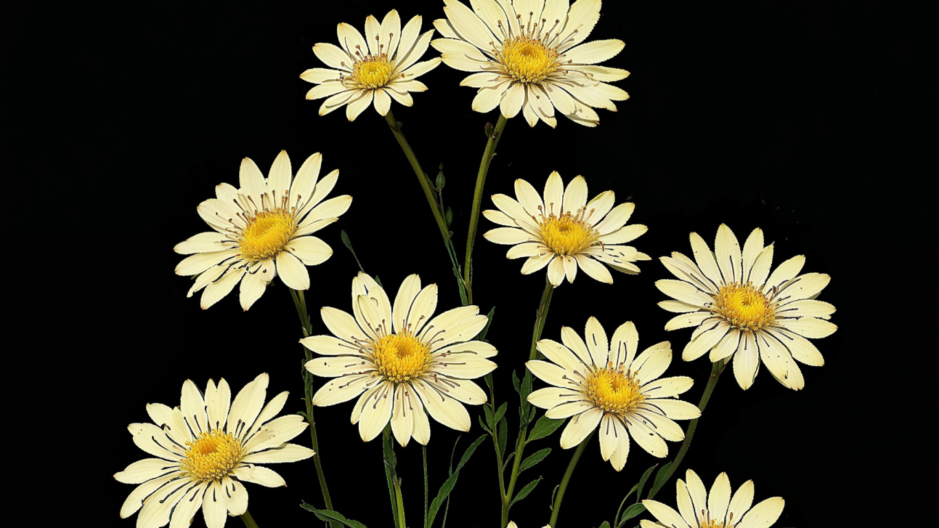Flower, Chrysanthemum, Oxeye Daisy, Aster, Jordana Bryant. Wallpaper in 1366x768 Resolution