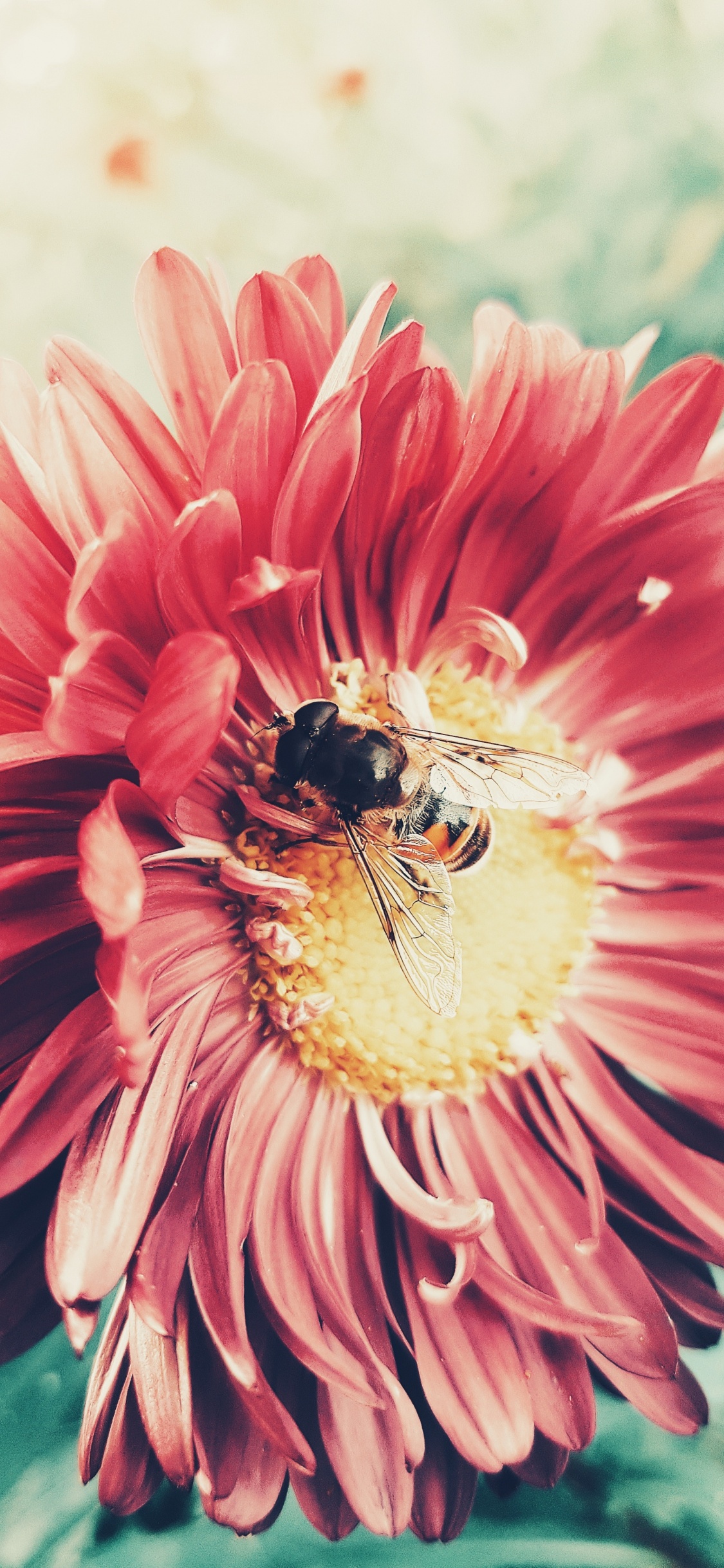 Blütenblatt, Pink, Honigbiene, Pollen, Biene. Wallpaper in 1125x2436 Resolution