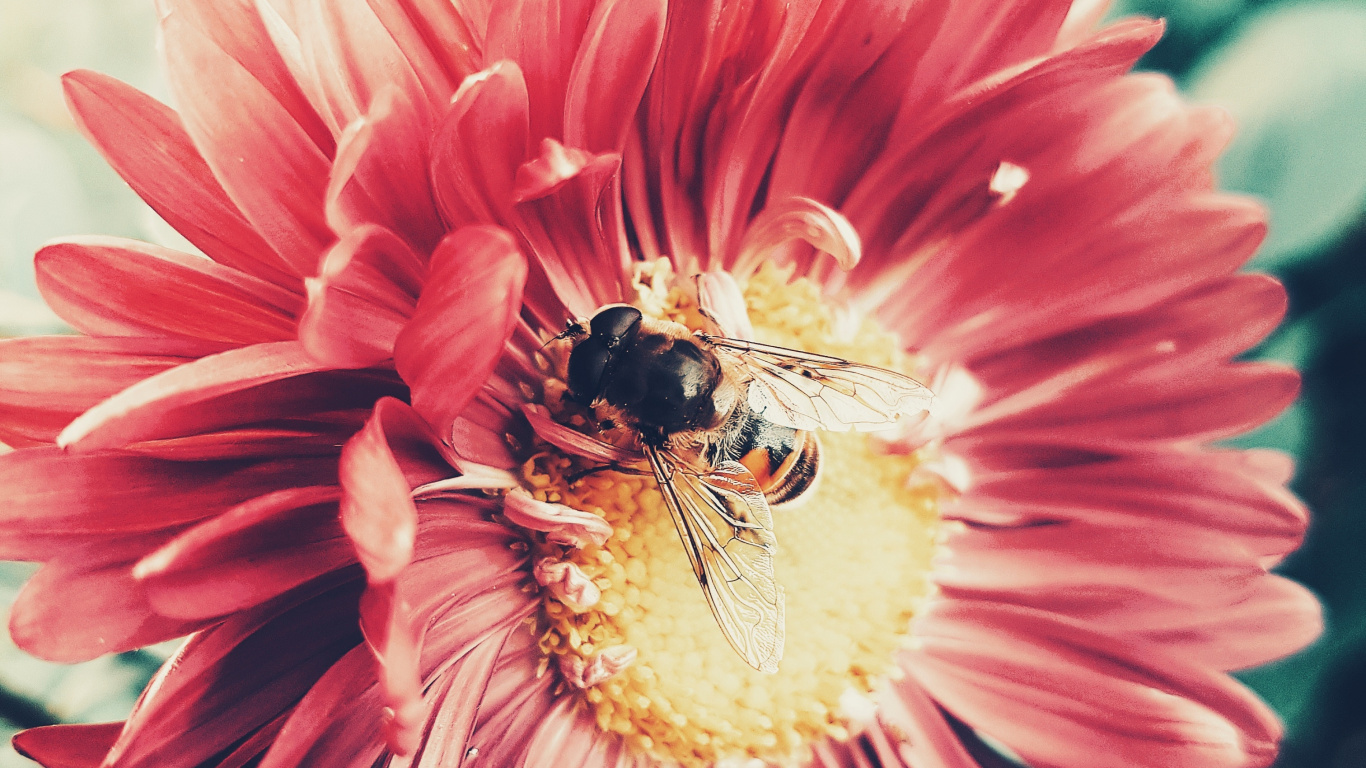 Flower, Petal, Plant, Pink, Honeybee. Wallpaper in 1366x768 Resolution