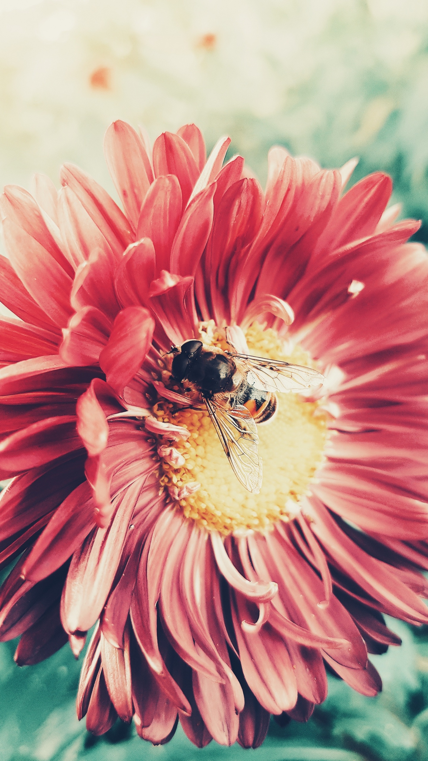 粉红色, 蜜蜂, 花粉, Transvaal菊花, 膜翅昆虫 壁纸 1440x2560 允许
