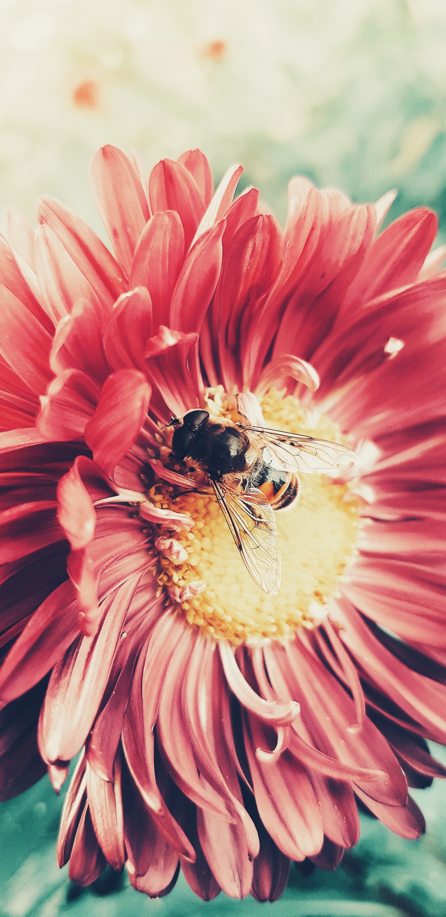 粉红色, 蜜蜂, 花粉, Transvaal菊花, 膜翅昆虫 壁纸 1440x2960 允许