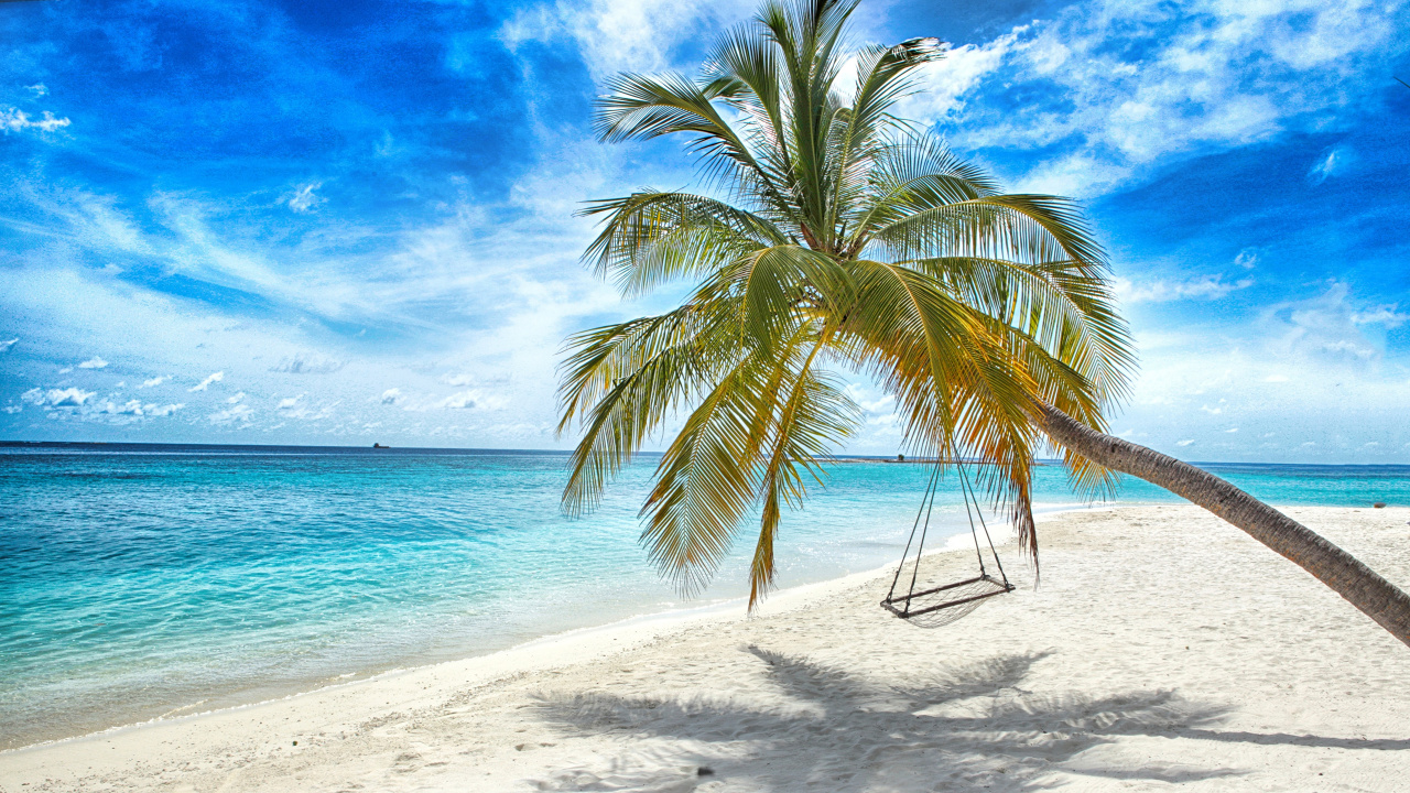 Coconut Tree on Beach Shore During Daytime. Wallpaper in 1280x720 Resolution