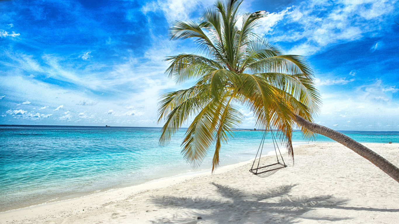 Coconut Tree on Beach Shore During Daytime. Wallpaper in 1366x768 Resolution