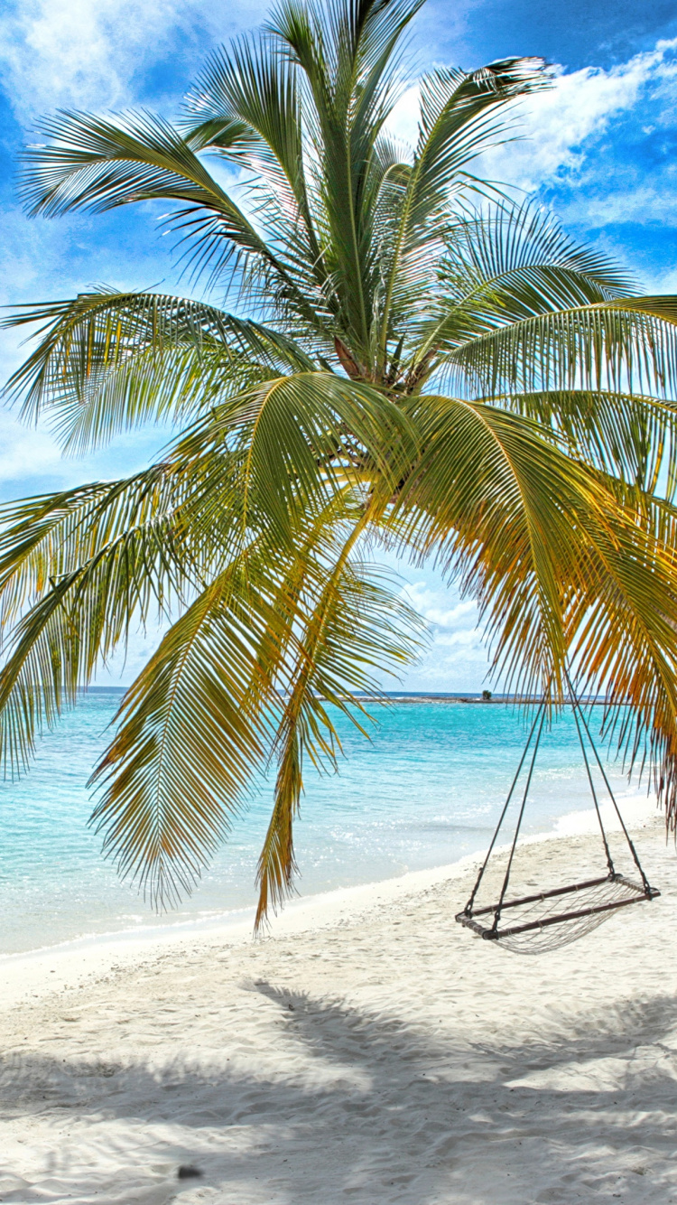 Coconut Tree on Beach Shore During Daytime. Wallpaper in 750x1334 Resolution