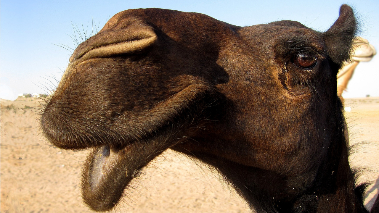 Brown Camel on Brown Sand During Daytime. Wallpaper in 1280x720 Resolution