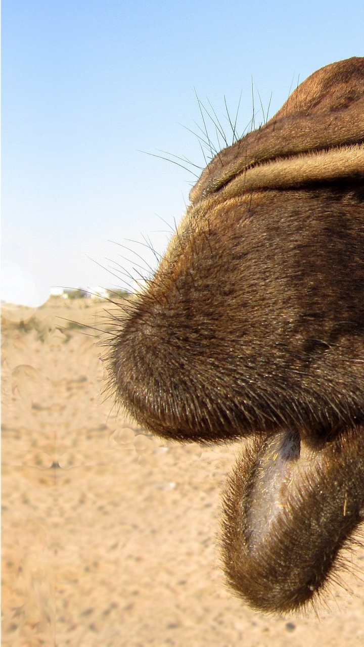 Brown Camel on Brown Sand During Daytime. Wallpaper in 720x1280 Resolution