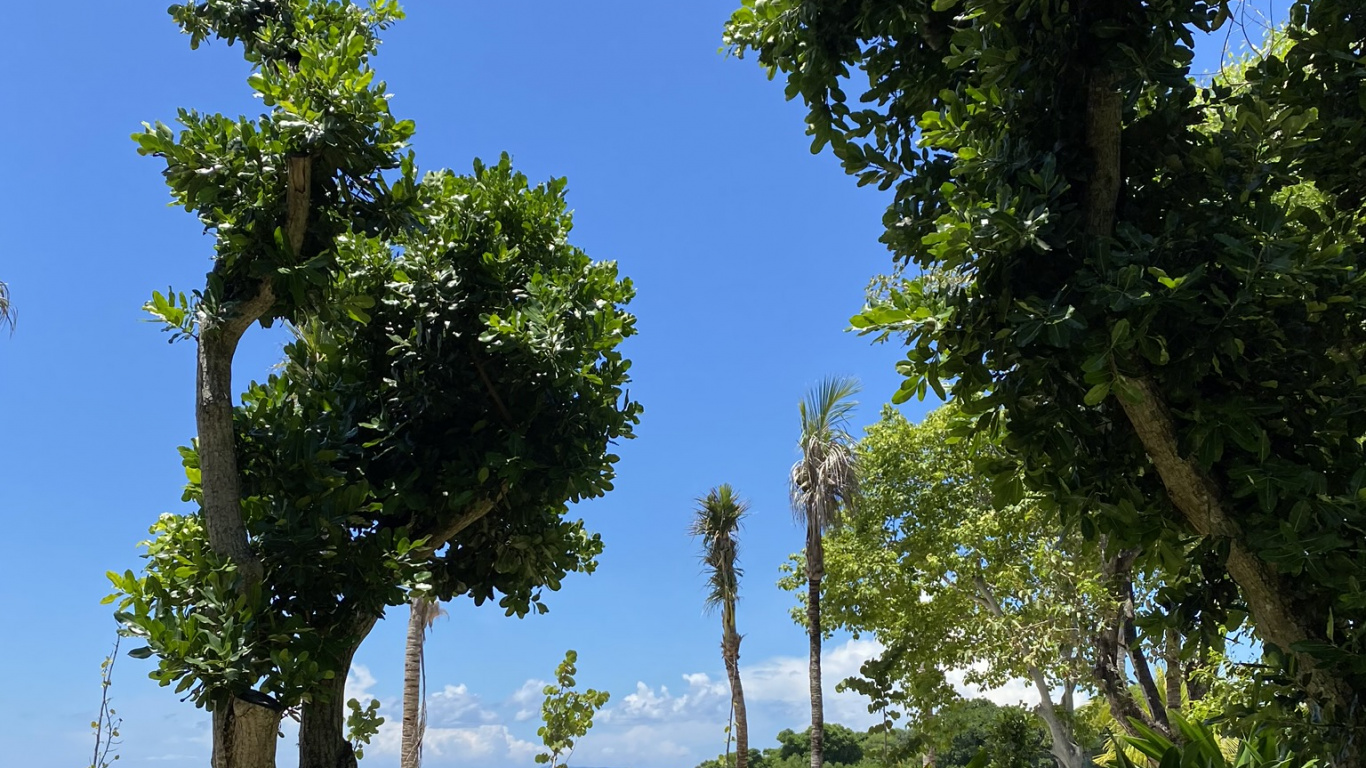 Vegetation, Palm Trees, Botanical Garden, Leaf, Majorelle Blue. Wallpaper in 1366x768 Resolution