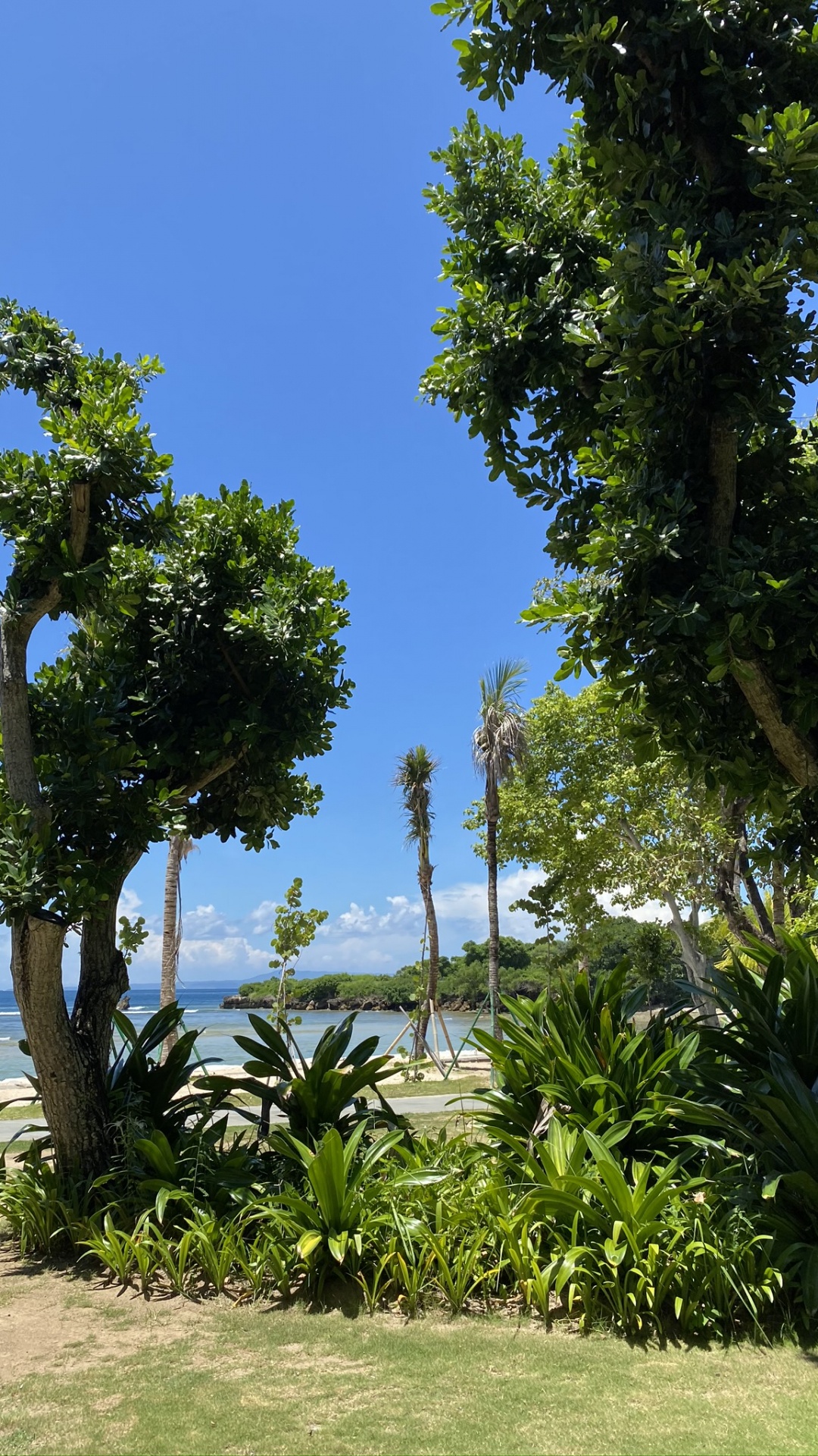 Vegetation, Palme, Botanischer Garten, Blatt, Majorelle-blau. Wallpaper in 1080x1920 Resolution