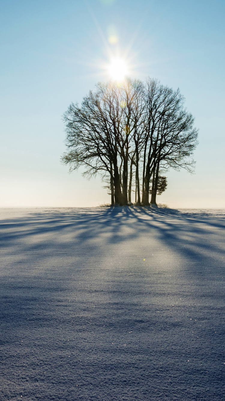 Arbre Sans Feuilles Sur le Terrain Pendant la Journée. Wallpaper in 750x1334 Resolution
