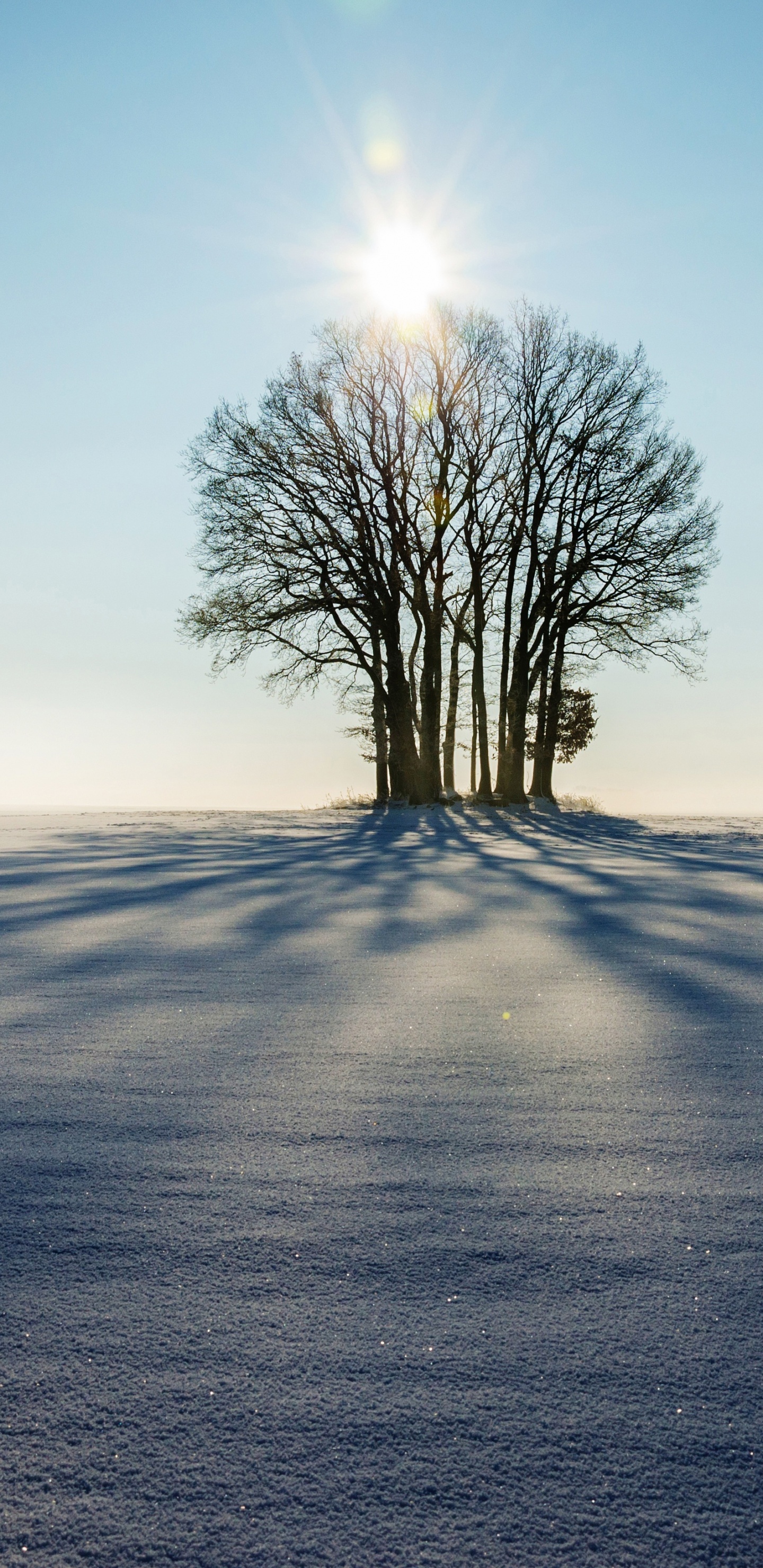 Kahler Baum Auf Dem Feld Tagsüber. Wallpaper in 1440x2960 Resolution