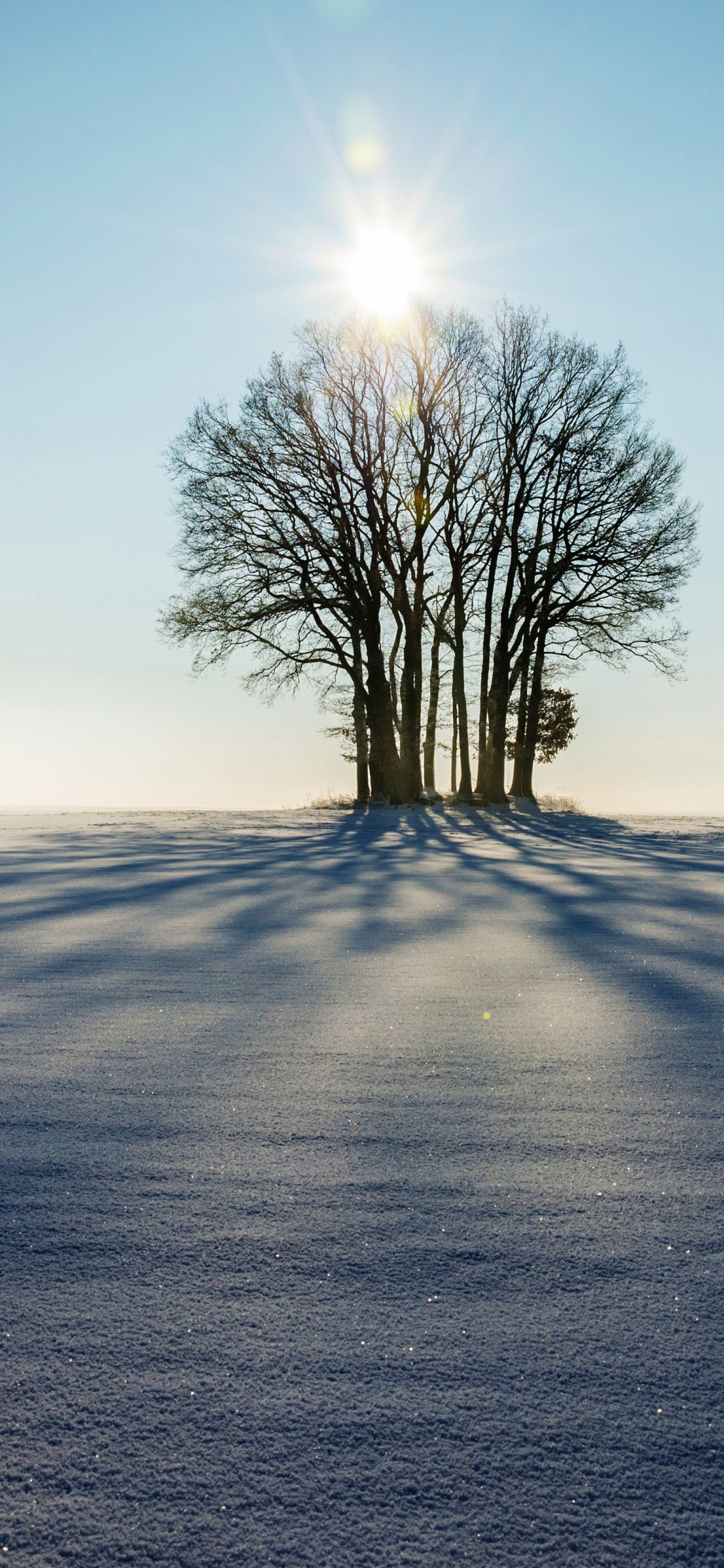 Leafless Tree on The Field During Daytime. Wallpaper in 1125x2436 Resolution