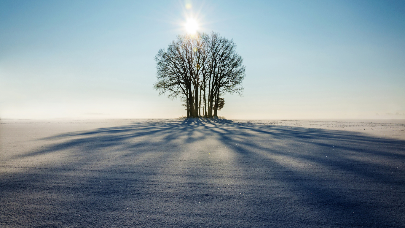 Leafless Tree on The Field During Daytime. Wallpaper in 1366x768 Resolution