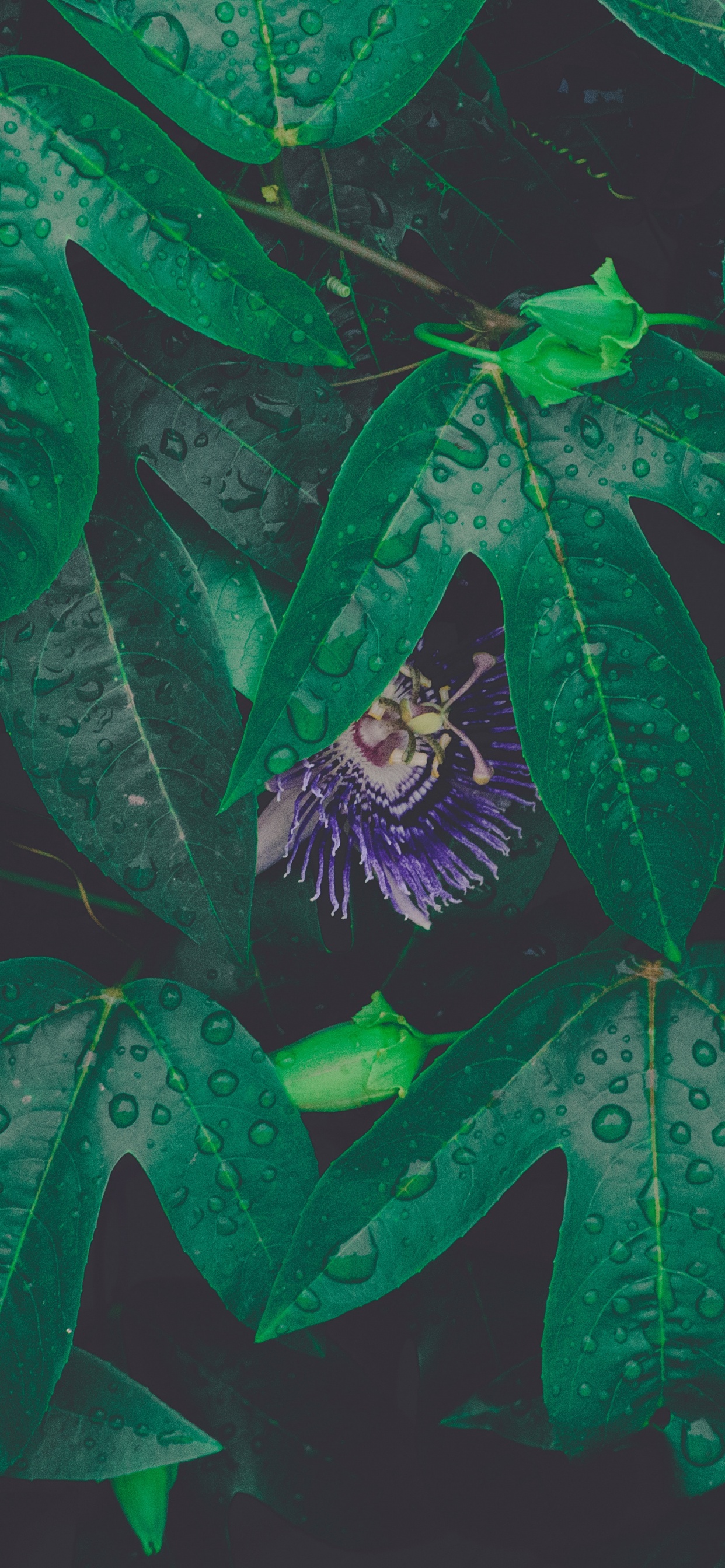 Feuille, Green, Rosée, Textile, Arts Visuels. Wallpaper in 1242x2688 Resolution