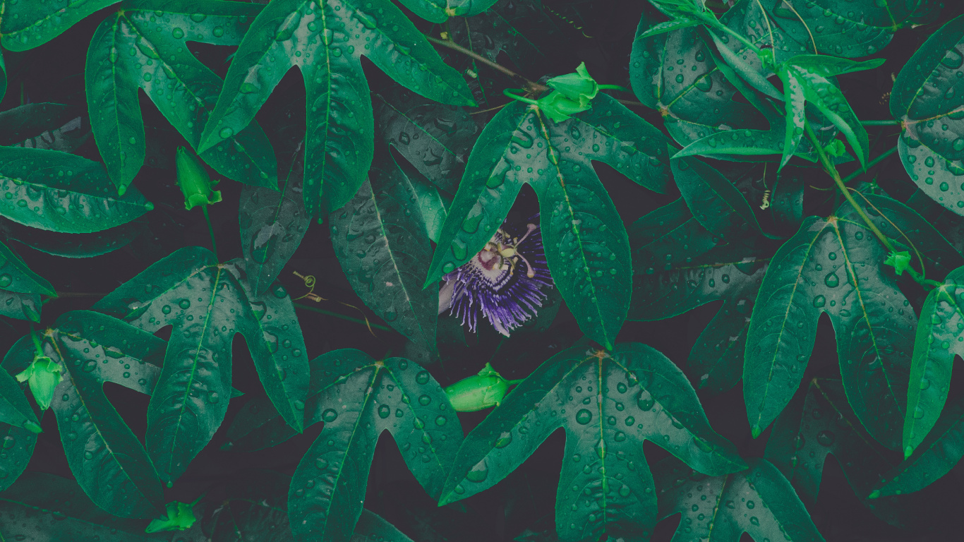 Feuille, Green, Rosée, Textile, Arts Visuels. Wallpaper in 1366x768 Resolution